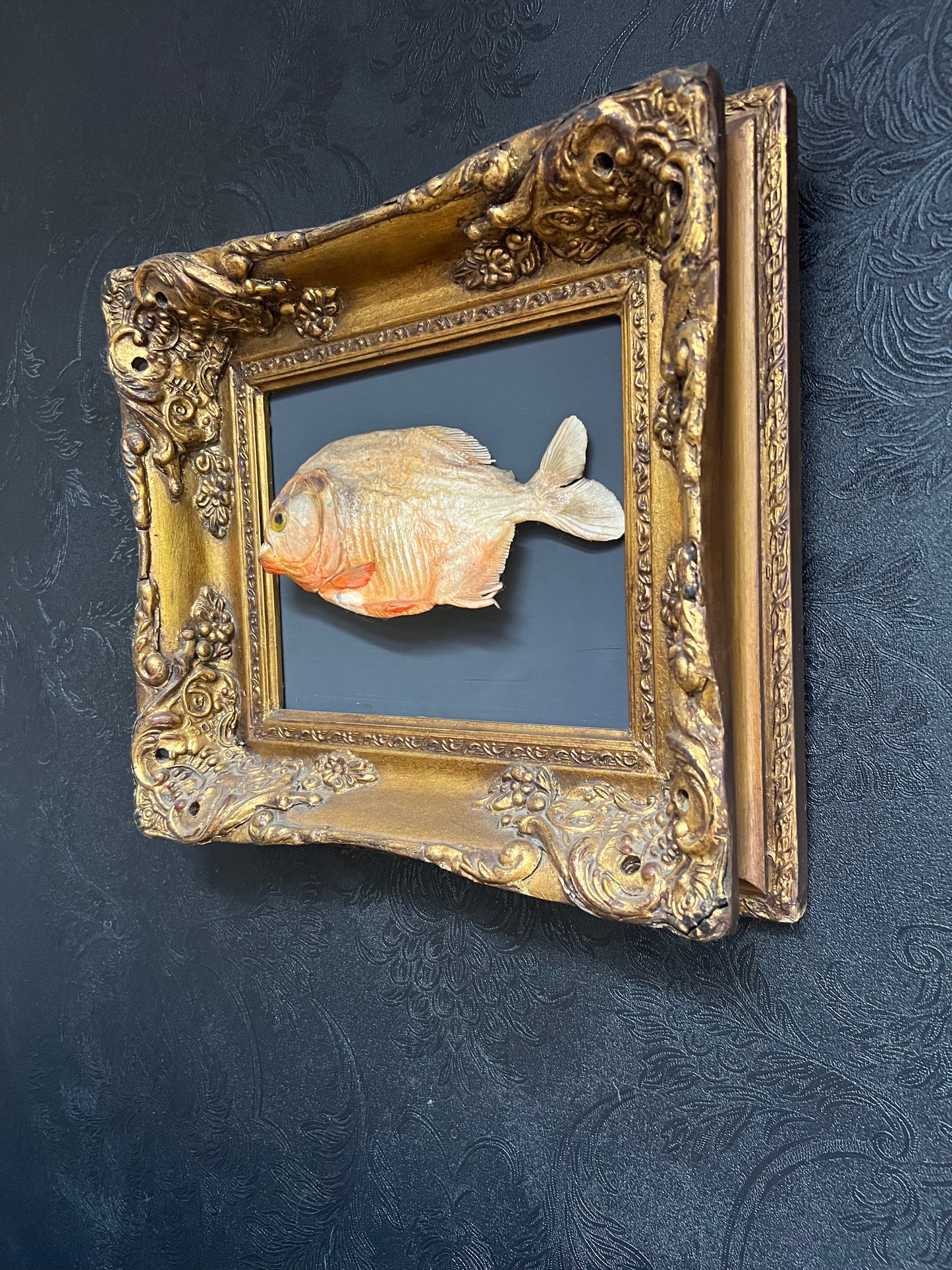 Framed Piranha