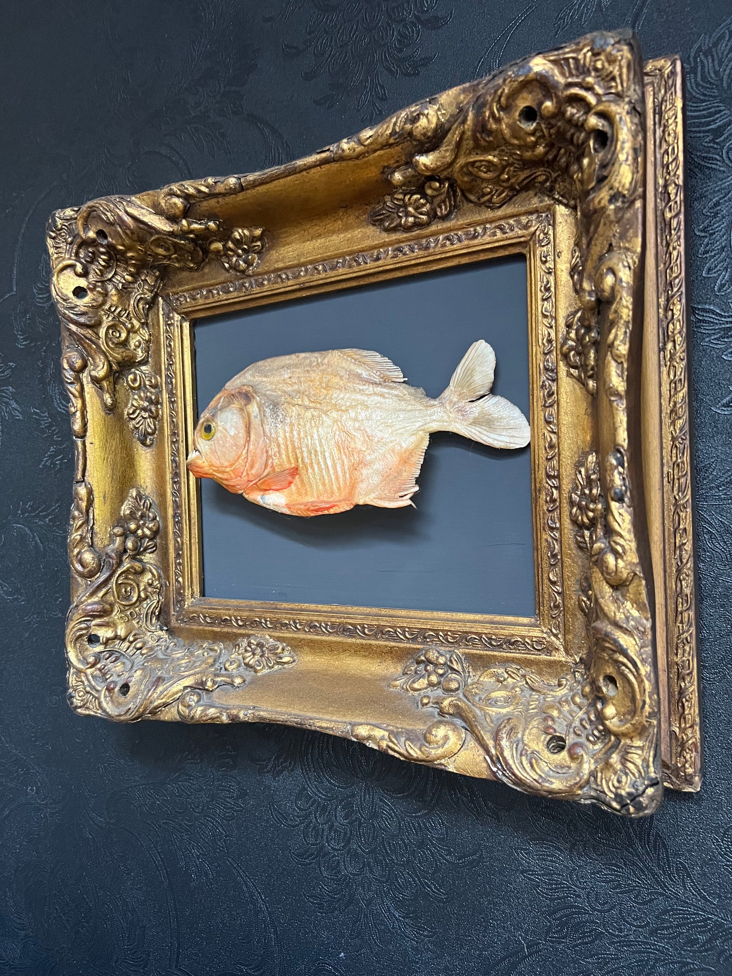 Framed Piranha