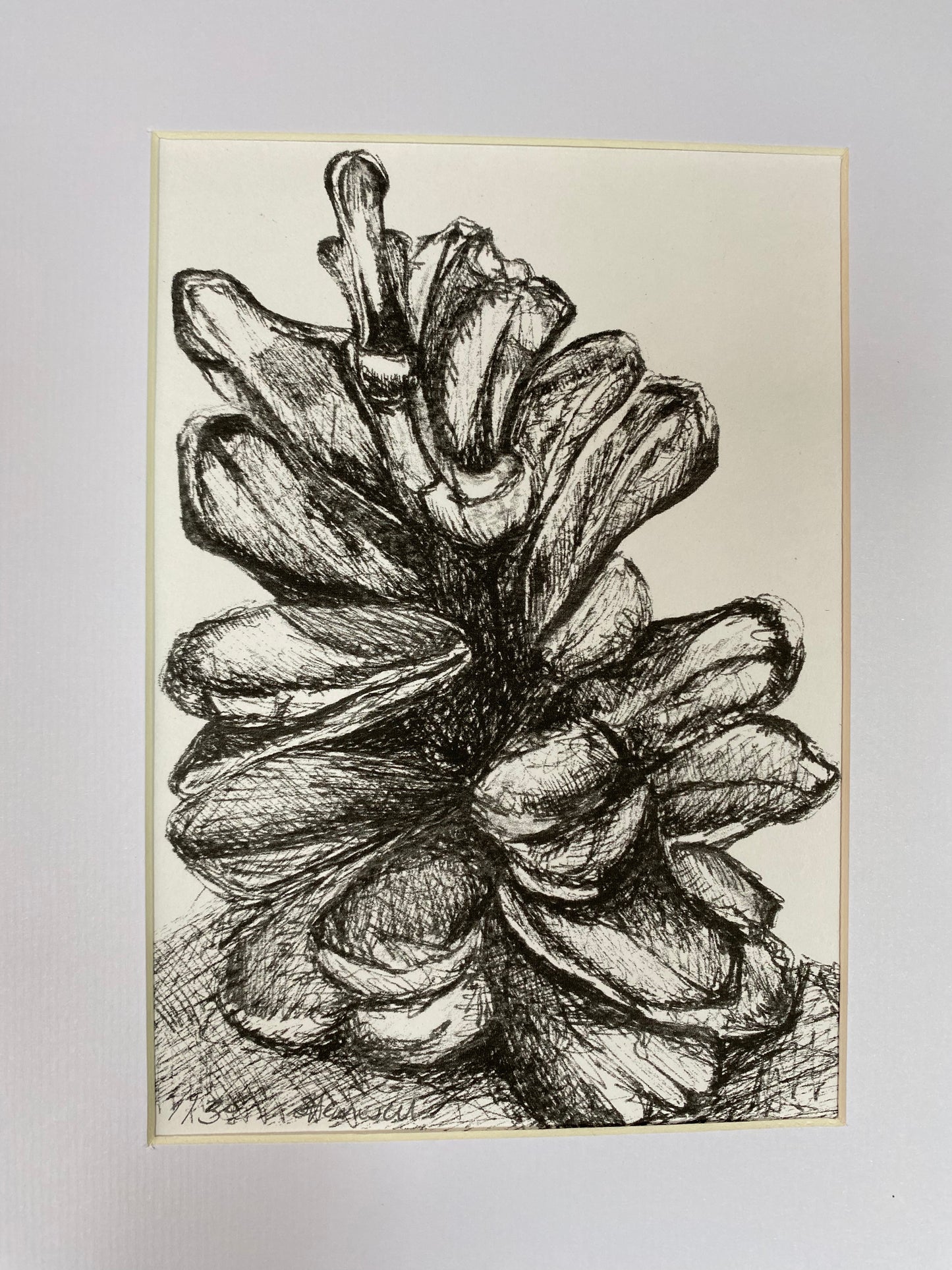 Pine cone sketch